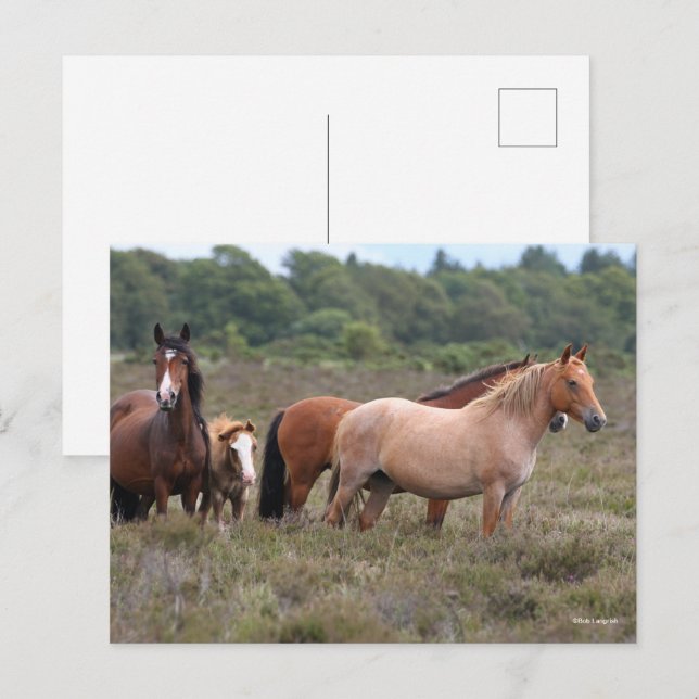 Bob Langrish | Neue Waldschachteln und Fohlen Postkarte (Vorne/Hinten)