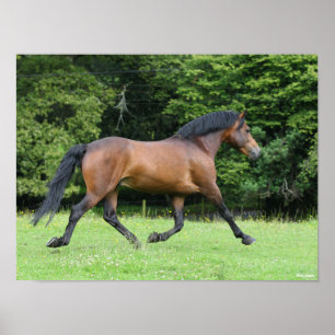 Bob Langrish New Forest Pony Stallion Poster