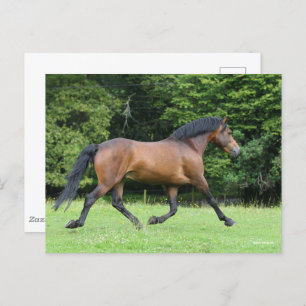 Bob Langrish   New Forest Pony Stallion Postkarte