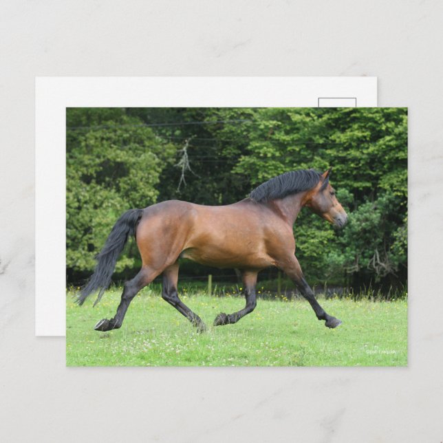 Bob Langrish | New Forest Pony Stallion Postkarte (Vorne/Hinten)