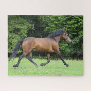 Bob Langrish   New Forest Pony Stallion Puzzle