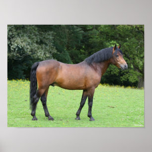Bob Langrish   New Forest Pony Stehend Poster