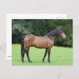Bob Langrish   New Forest Pony Stehend Postkarte