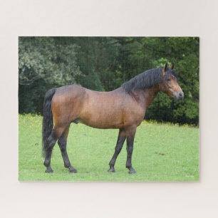 Bob Langrish   New Forest Pony Stehend Puzzle
