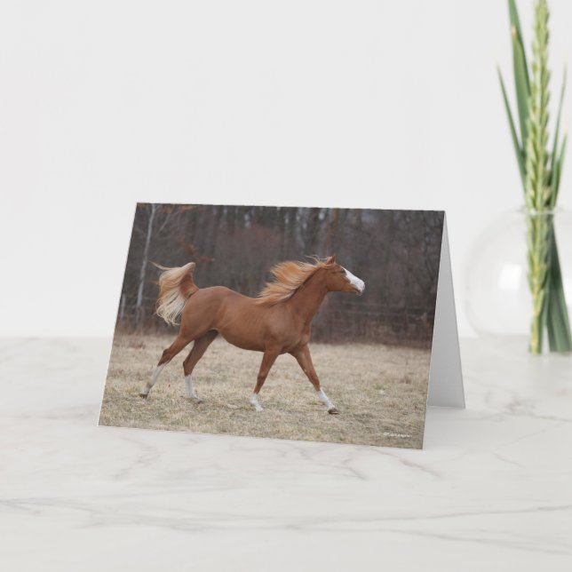 Bob Langrish | Overo Paint Horning Running Karte (Vorderseite)