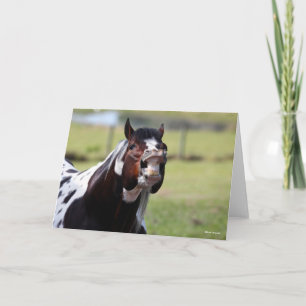 Bob Langrish   Paint Horse Hallion Flehmen Karte