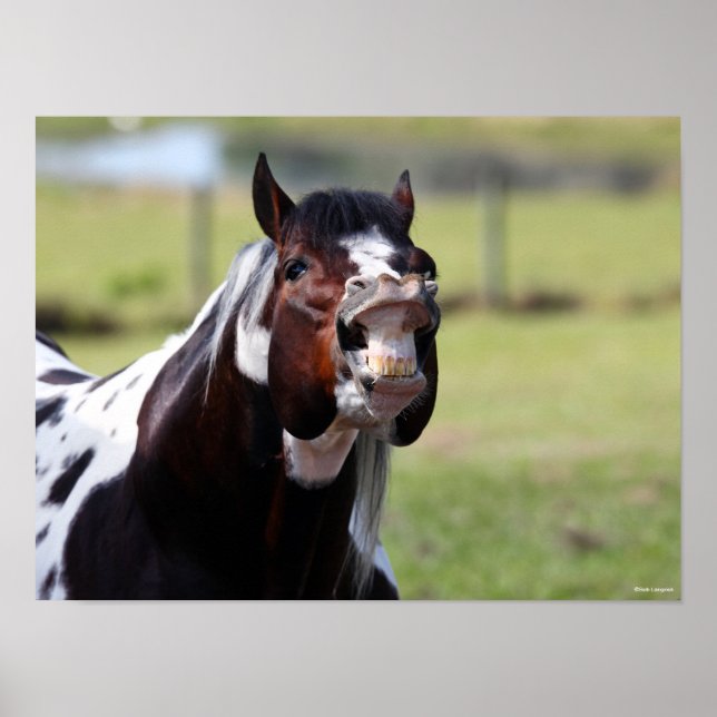 Bob Langrish | Paint Horse Hallion Flehmen Poster (Vorne)