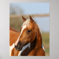 Bob Langrish | Paint Horse Headshot