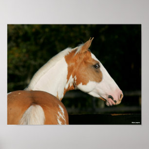 Bob Langrish   Paint Horse Headshot Poster