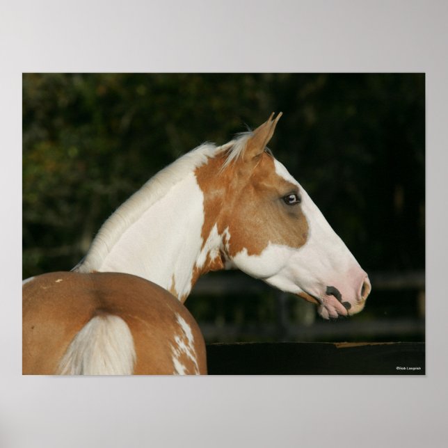 Bob Langrish | Paint Horse Headshot Poster (Vorne)