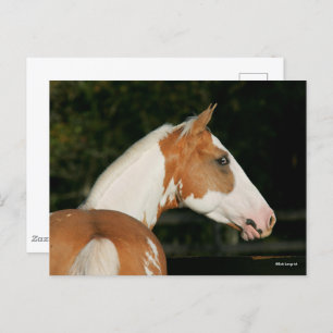 Bob Langrish   Paint Horse Headshot Postkarte