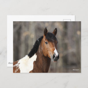 Bob Langrish   Paint Horse Headshot Postkarte