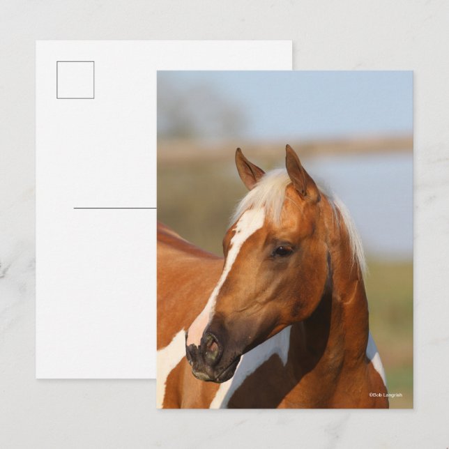 Bob Langrish | Paint Horse Headshot Postkarte (Vorne/Hinten)