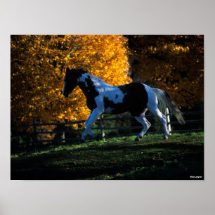 Bob Langrish   Paint Horse Running Herbst Poster