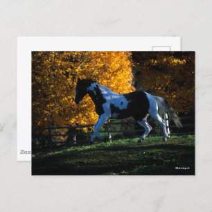 Bob Langrish   Paint Horse Running Herbst Postkarte
