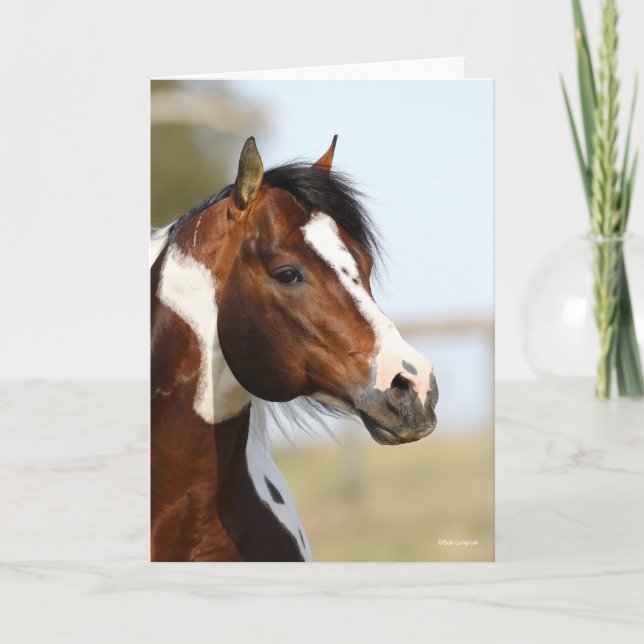 Bob Langrish | Paint Horse Stallion Headshot Karte (Vorderseite)
