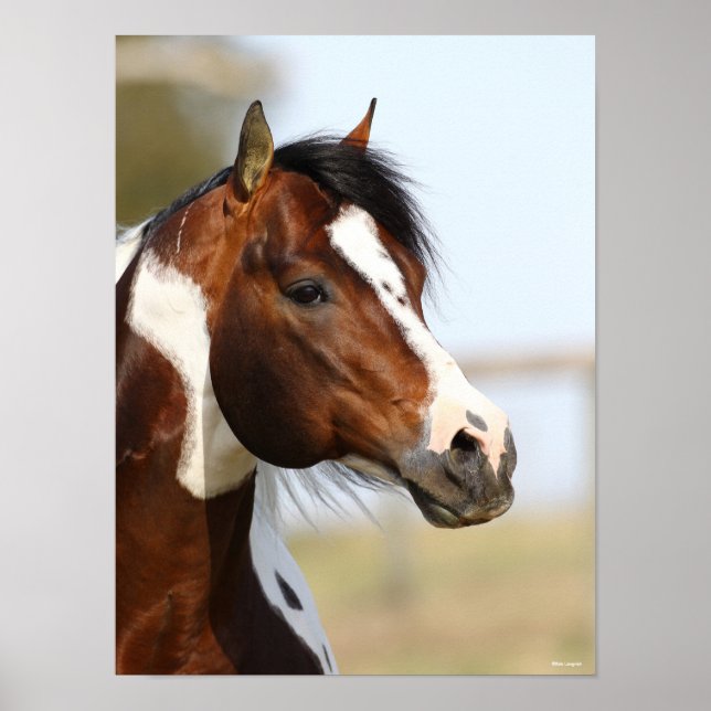 Bob Langrish | Paint Horse Stallion Headshot Poster (Vorne)