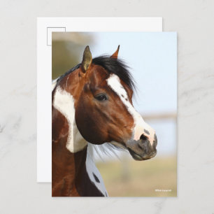 Bob Langrish   Paint Horse Stallion Headshot Postkarte