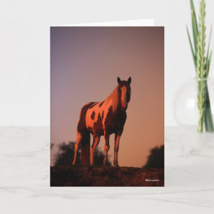 Bob Langrish   Paint Horse Stehend bei Sonnenunter Karte