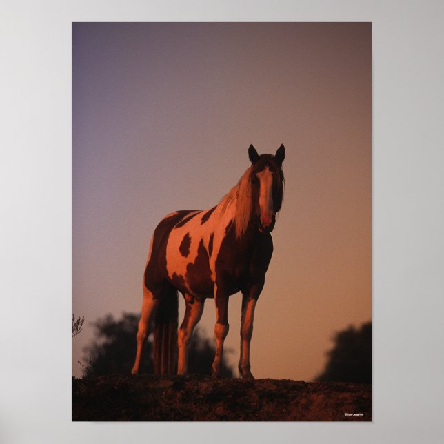 Bob Langrish | Paint Horse Stehend bei Sonnenunter Poster (Vorne)
