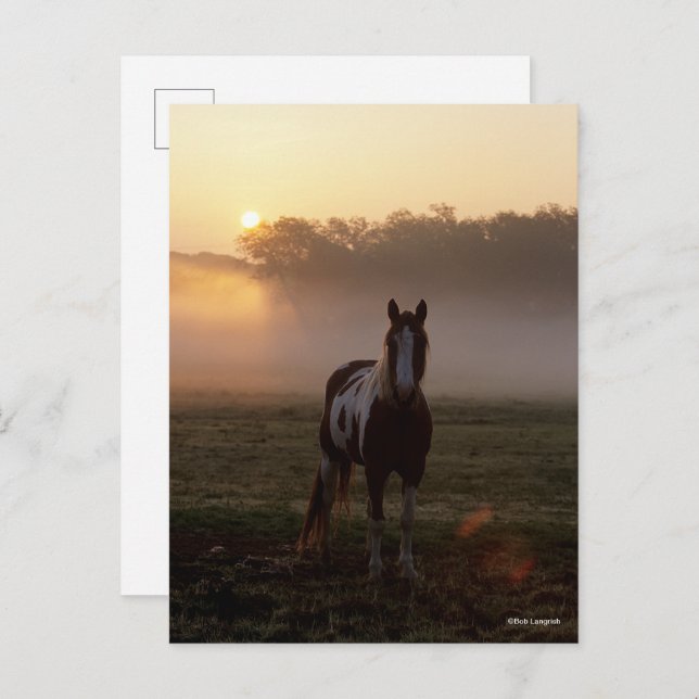 Bob Langrish | Paint Horse Stehend Mist Sunrise Postkarte (Vorne/Hinten)
