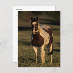 Bob Langrish   Paint Horse Stehend Postkarte