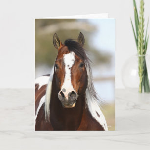 Bob Langrish   Paint Stallion Headshot Karte