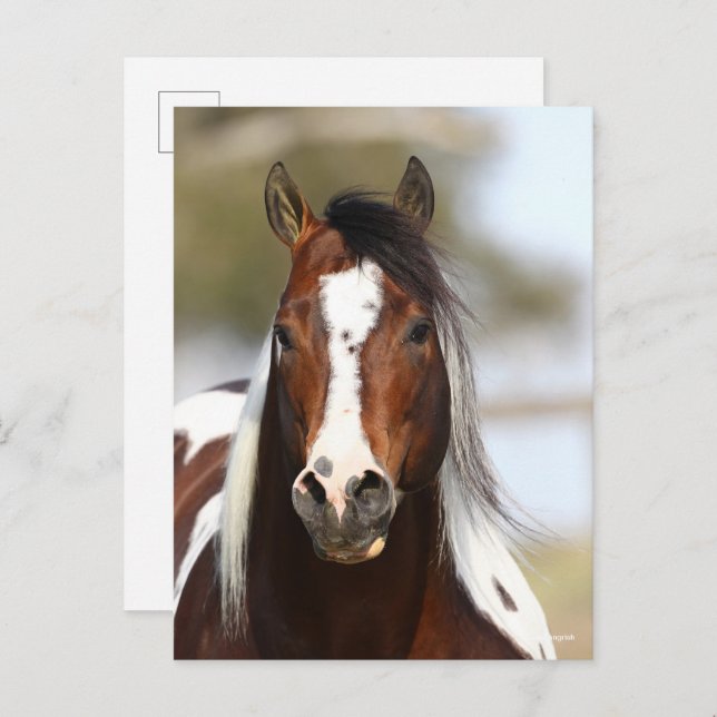 Bob Langrish | Paint Stallion Headshot Postkarte (Vorne/Hinten)