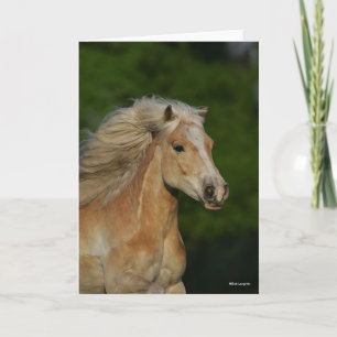 Bob Langrish   Palomino Haflinger Headshot Karte