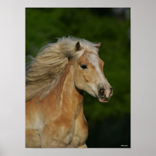 Bob Langrish   Palomino Haflinger Headshot Poster