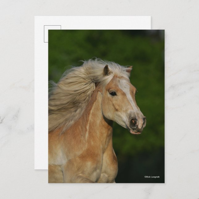 Bob Langrish | Palomino Haflinger Headshot Postkarte (Vorne/Hinten)