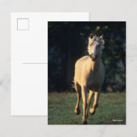 Bob Langrish | Palomino Horse Running Backlit