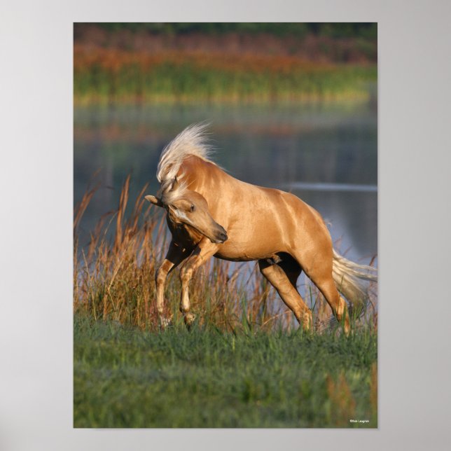 Bob Langrish | Palomino Lusitano Stallion Bucking Poster (Vorne)