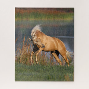 Bob Langrish Palomino Lusitano Stallion Bucking Puzzle