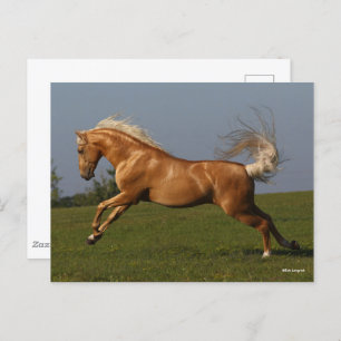 Bob Langrish   Palomino Lusitano Stallion Leaping Postkarte