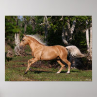 Bob Langrish | Palomino Lusitano Stallion Running