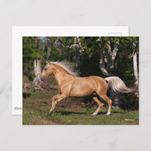 Bob Langrish   Palomino Lusitano Stallion Running Postkarte