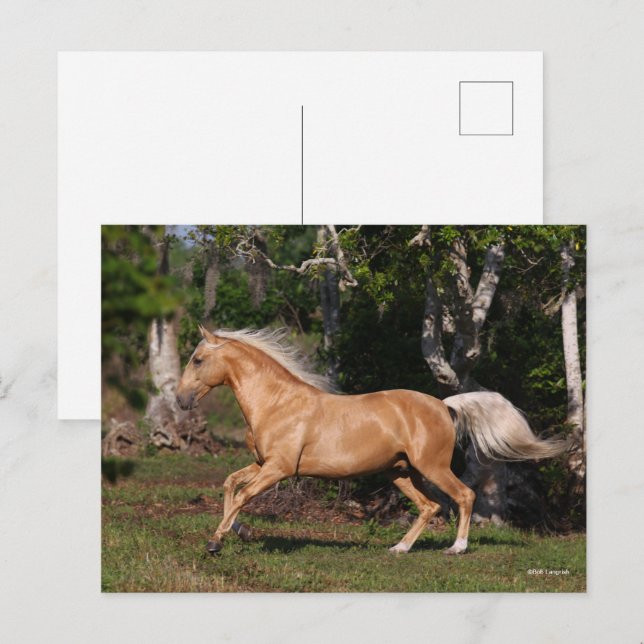 Bob Langrish | Palomino Lusitano Stallion Running Postkarte (Vorne/Hinten)