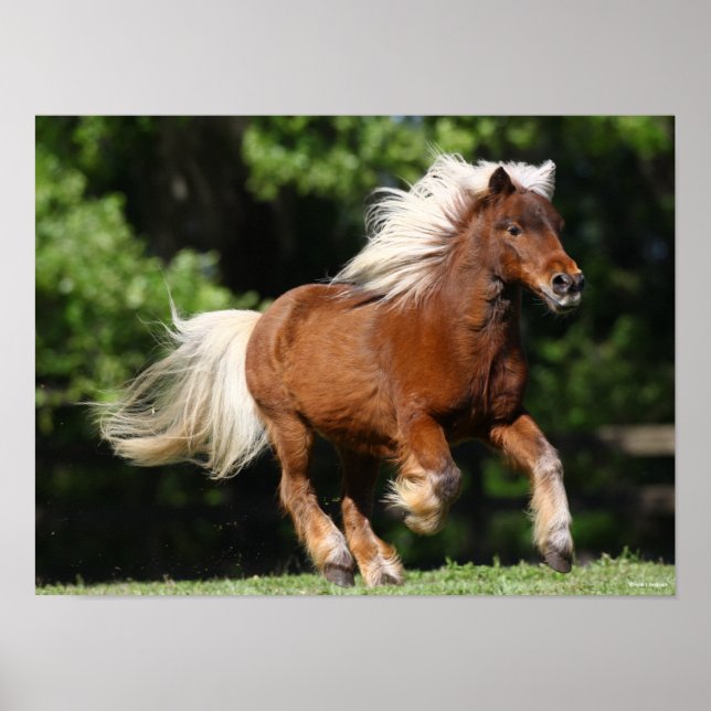 Bob Langrish | Palomino Miniaturpony Running Poster (Vorne)