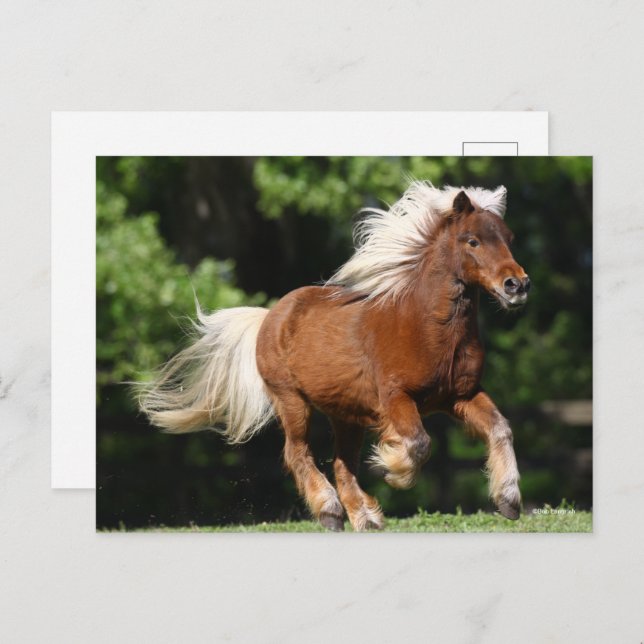 Bob Langrish | Palomino Miniaturpony Running Postkarte (Vorne/Hinten)
