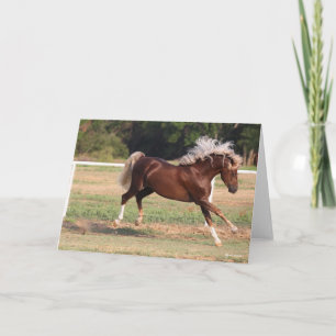 Bob Langrish   Palomino Morgan Pferderücken Karte