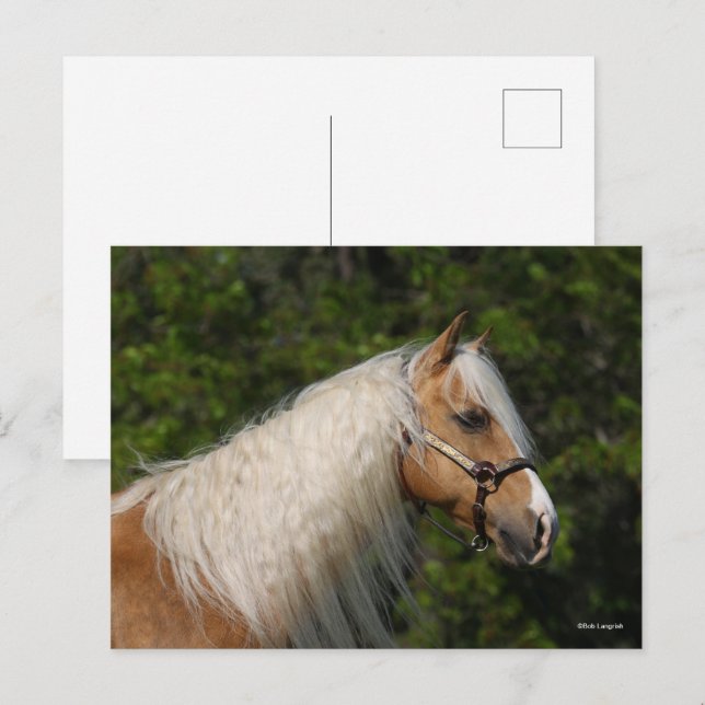 Bob Langrish | Palomino Quarter Horse Headshot Postkarte (Vorne/Hinten)