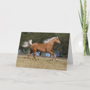 Bob Langrish   Palomino Quarter Rennen Karte