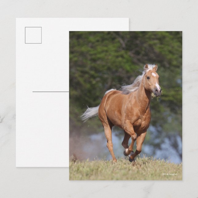 Bob Langrish | Palomino Quarter Rennen Postkarte (Vorne/Hinten)