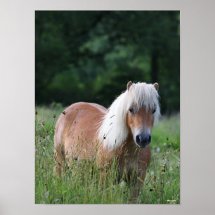Bob Langrish   Palomino Shetland Stehend im Gras Poster