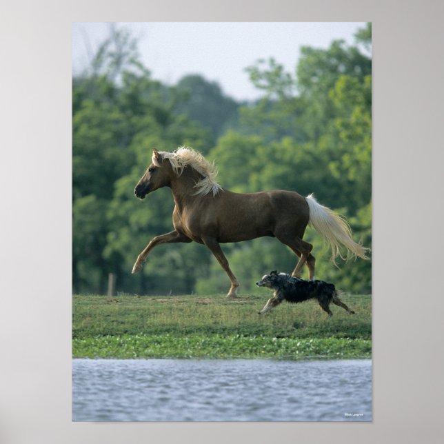 Bob Langrish | Palomino Tennessee Walker and Dog Poster (Vorne)