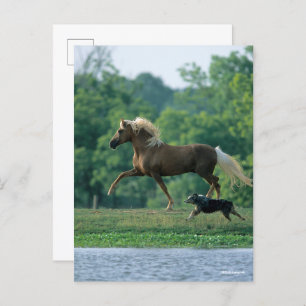 Bob Langrish   Palomino Tennessee Walker and Dog Postkarte