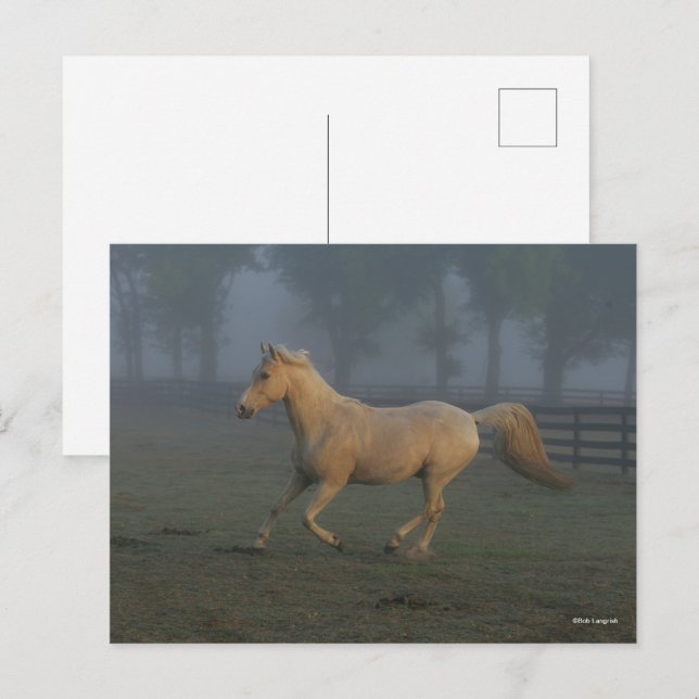 Bob Langrish | Palomino Tennessee Walker in Mist Postkarte (Vorne/Hinten)