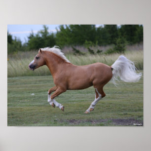 Bob Langrish Palomino Welsh Pony Running Poster