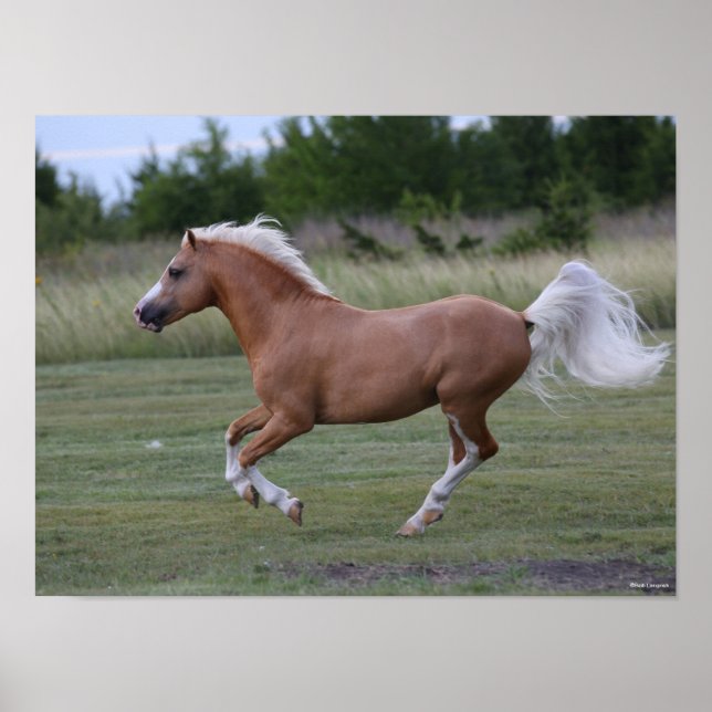 Bob Langrish | Palomino Welsh Pony Running Poster (Vorne)